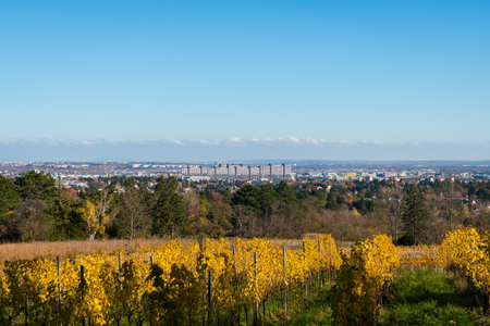Panoramic View of Vienna Alterlaa with Autumn Vineyardsの写真素材