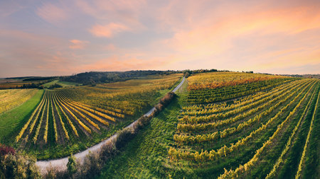 Autumn Vineyard Landscape at Sunset in the Weinviertel Wine Regionの写真素材