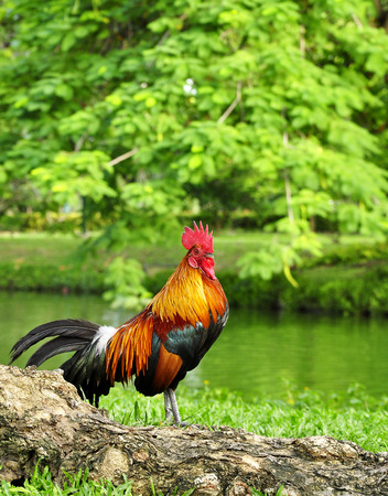 Colorful Thai Rooster standing by the canalの写真素材