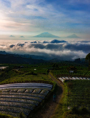Vegetable plantation on mountain slope with view sea of cloud. The sky is cloudy in slope of Mount...