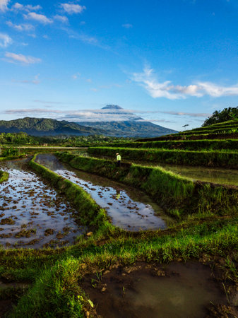Rice field with Mountain on the background in the morning with farmer working on it. The Mountain...