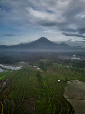 Rice field with Mountain on the background in the morning. The Mountain named Mount Sumbingの写真素材