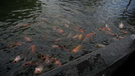 Schools of colorful fish are on the surface of the water fighting for food. Carp and Golden fish