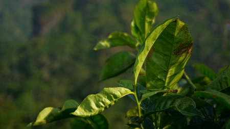 Green tea leaves in the morning light. Tea plantations in Sri Lanka.の写真素材