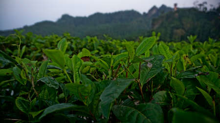 Tea plantation in Sri Lanka. Tea plantations in Sri Lanka are the most popular destination for tourists.の写真素材