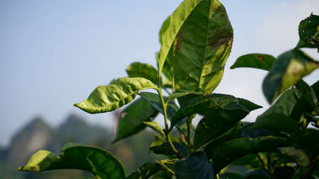 Green tea leaves on the plantation in Sri Lanka, close-upの写真素材