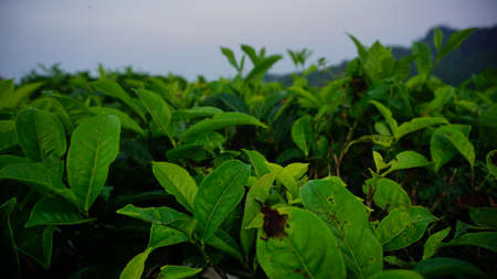 Tea plantation in the morning, Sri Lanka. Green tea leaves.の写真素材
