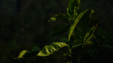 Coffee leaves in the morning light. Selective focus.
