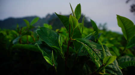 Tea plantation in Sri Lanka, green tea leaves close-up.の写真素材