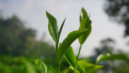 Green tea leaves on plantation in Sri Lanka. Close-up.