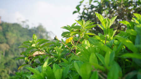 Green leaves on the hill in the morning. Selective focus.
