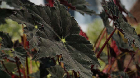 Begonia rex plant leaves - ornamental houseplant, Black Leavesの写真素材