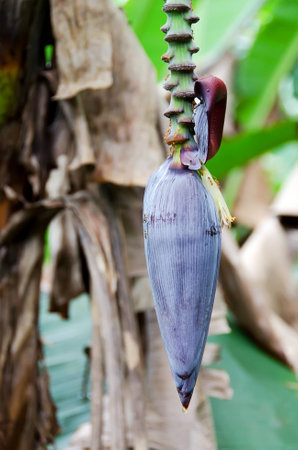 Banana blossom treeの写真素材