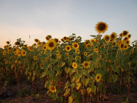 Sunflowers in a plantatiion at dusk in Saraburi province, Thailand の写真素材