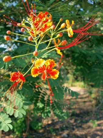 A close-up of a colorful Caesalpinia pulcherrima  Peacock Flower の写真素材