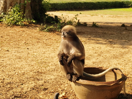 The spectacled Langur is also known as the Dusky Leaf Monkey or Spectacled Leaf Monkey  They belong...