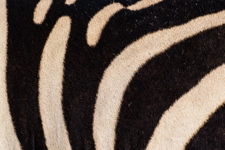 Zebra skin background, texture