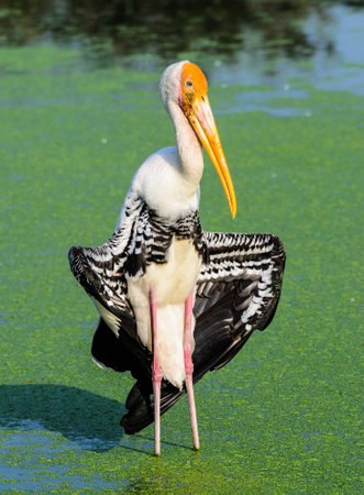 Kabbaw bird's showing wing