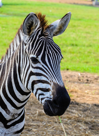 A zebraの写真素材