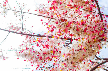 Thailand Sakura pink flower in Saraburi, Thailandの写真素材