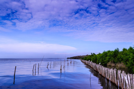 Birds in against a wetland environment at Bangpoo, Thailandの写真素材