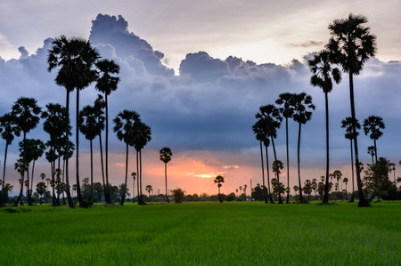 Sugar palm and rice filed at sunsetの写真素材