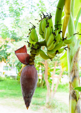 Banana bunch on tree in the garden,Thailandの写真素材