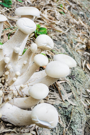 Mushrooms in naturally, Thailandの写真素材