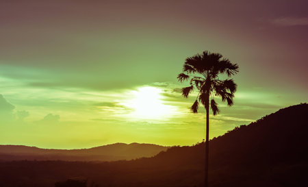 Palm and sunset. Vintage style photo.の写真素材
