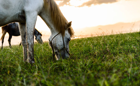 Horse eating grassの写真素材