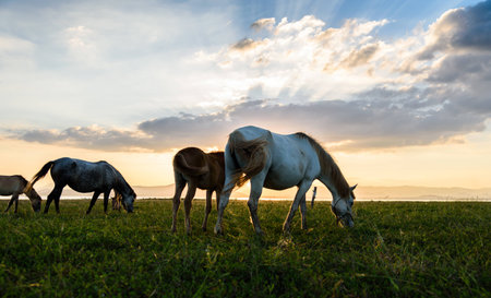 Horse on pasture at November evening near sunsetの写真素材