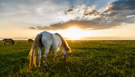 Horse on pasture at November evening near sunsetの写真素材