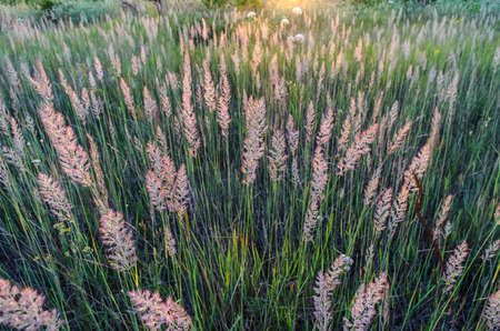 Green tall grass with fluffy brooms at the end, illuminated by the setting sun