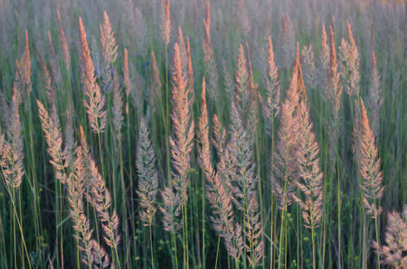 Green tall grass with fluffy brooms at the end, illuminated by the setting sunの写真素材