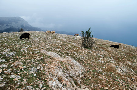 Mountains with dried grass and thorny bushes in the winter Crimeaの写真素材