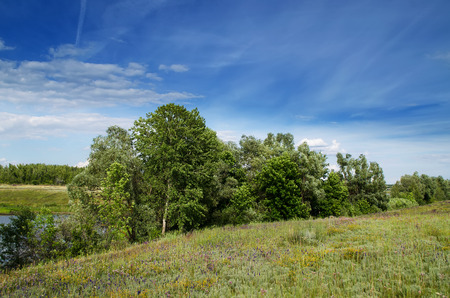 A field with thick grass and a forest in the distance, lit by the summer sunのeditorial素材