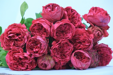 Red Roseの写真素材