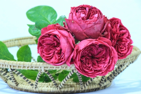Red rose in trayの写真素材
