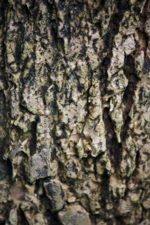 Bark textureの写真素材