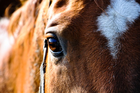 closeup of a brown horseの写真素材