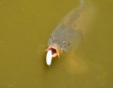 a hungry carp is surfacing trying to eat a featherの写真素材