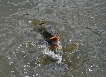 a hungry carp is surfacing trying to swallow bread