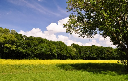 bright yellow rapeseed field under a blue skyの写真素材