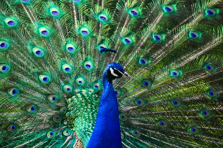 male peacock displaying his colorful feathersの写真素材