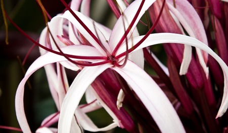 spider lily flowerの写真素材