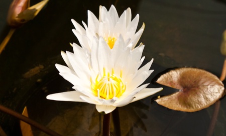 white lotusの写真素材