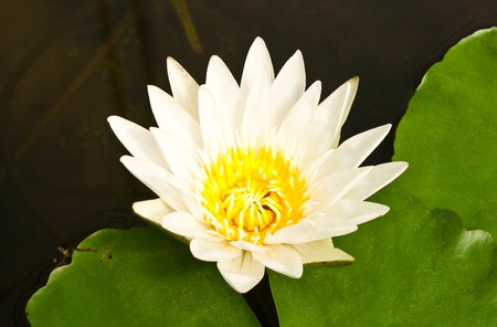 white lotusの写真素材