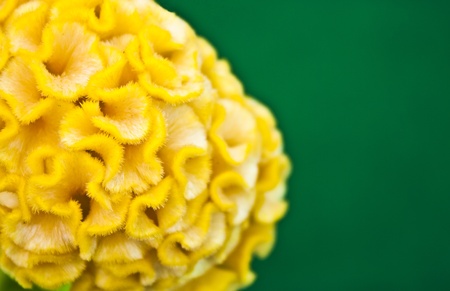 cockscombの写真素材