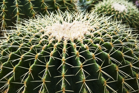 Gloden Barrel Cactus,の写真素材