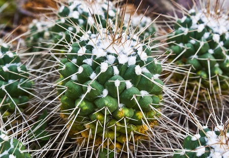 cactusの写真素材